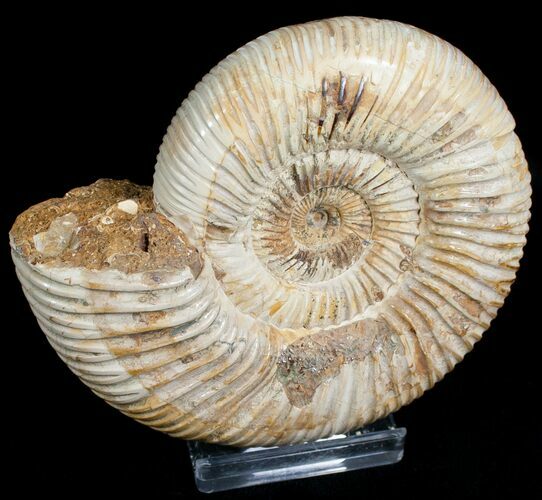 Perisphinctes Ammonite - Jurassic #6865